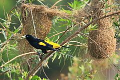 Yellow-rumped Cacique